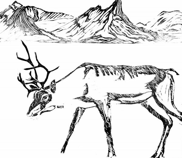 Reindeer A Tale of Nature and Survival in a Changing North