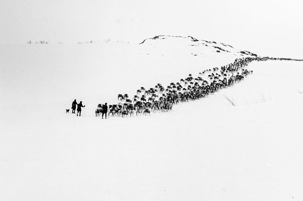 The Rocks Will Echo Our Sorrow : The Forced Displacement of the Northern Sámi